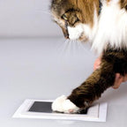 Foreverpaw – A lifetime memory of your cat’s paw print